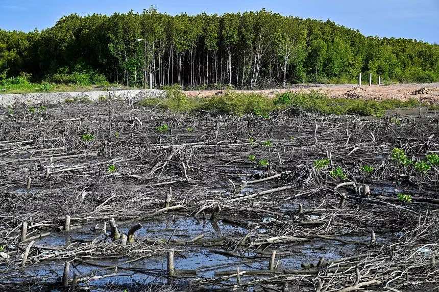 64ff270aa9454438a2665dba_INDONESIA-ENVIRONMENT-MANGROVE-041720%20copy